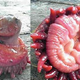 Image for article titled Look - it's a baby Mi-go caught by divers off the coast of Japan!